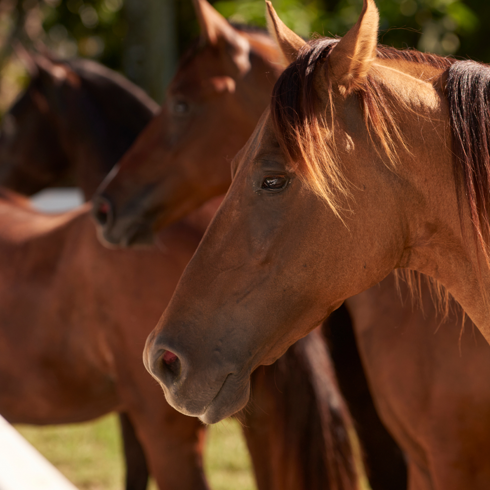 brown Horses Profile