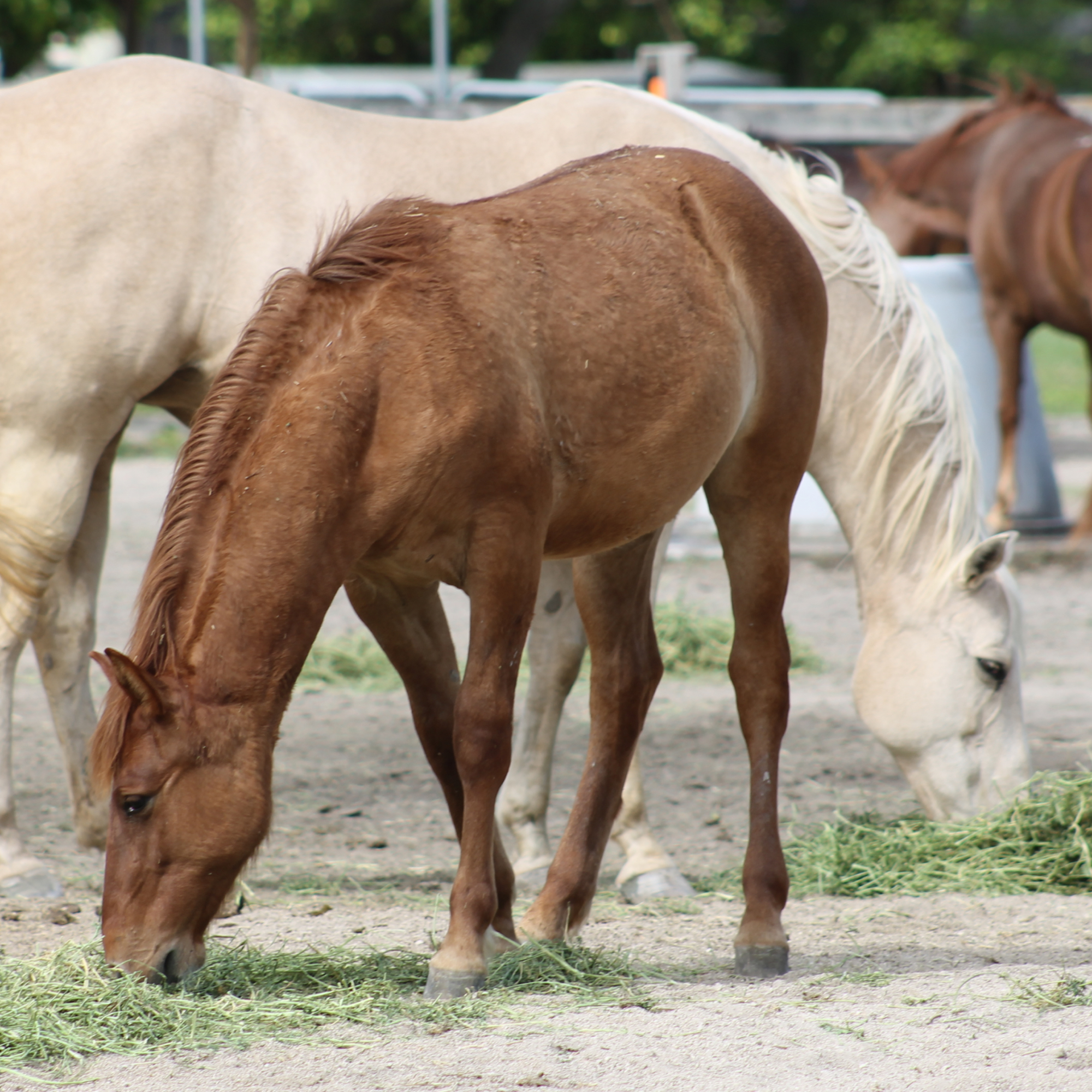 SFSPCA works tirelessly for abused horses and livestock