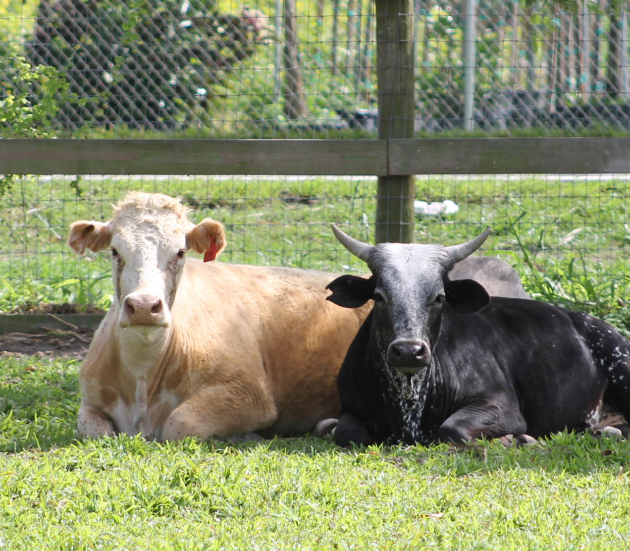 SFSPCA rescues livestock like these cows, everyday