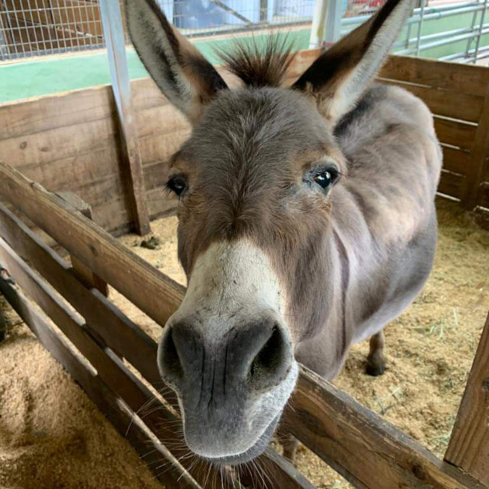 South Florida Society for the Prevention of Cruelty to Animals - Donkey over fence