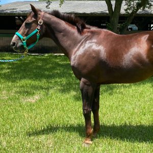 Horse to horse sex in Miami