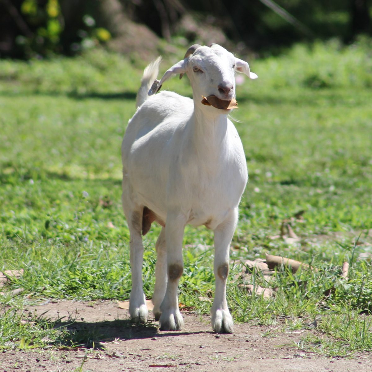 Goats South Florida SPCA Horse Rescue