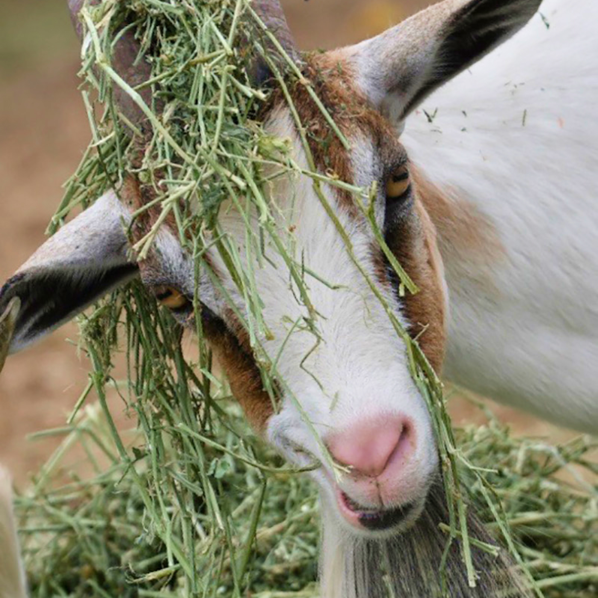 South Florida Society for the Prevention of Cruelty to Animals rescues goats, sheep and cows