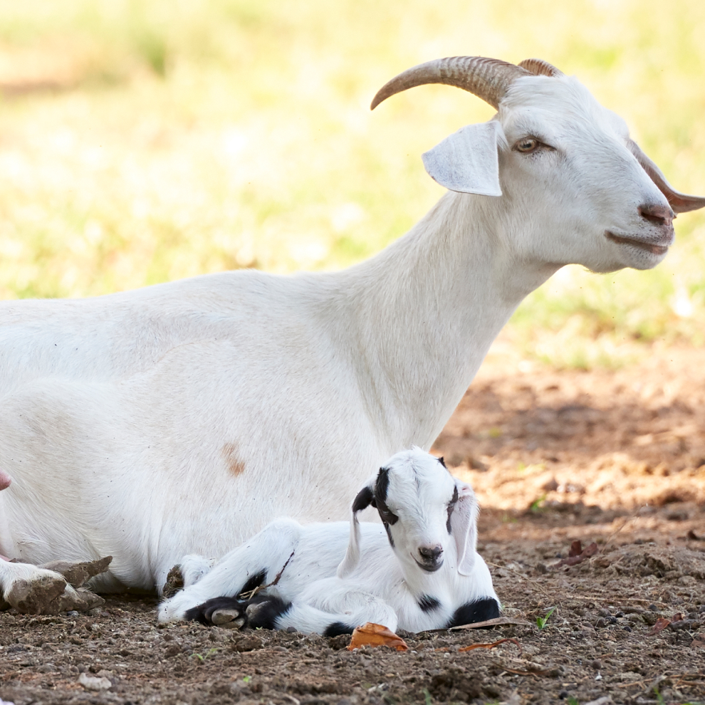 goat Mom With Kid