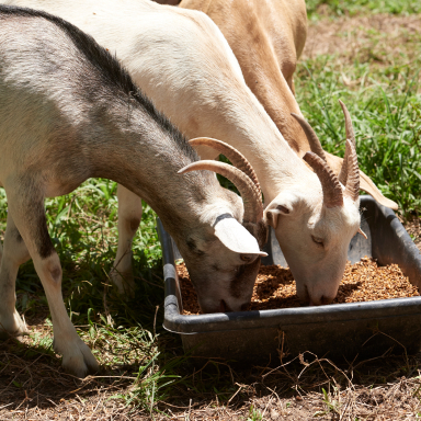 goats Eating