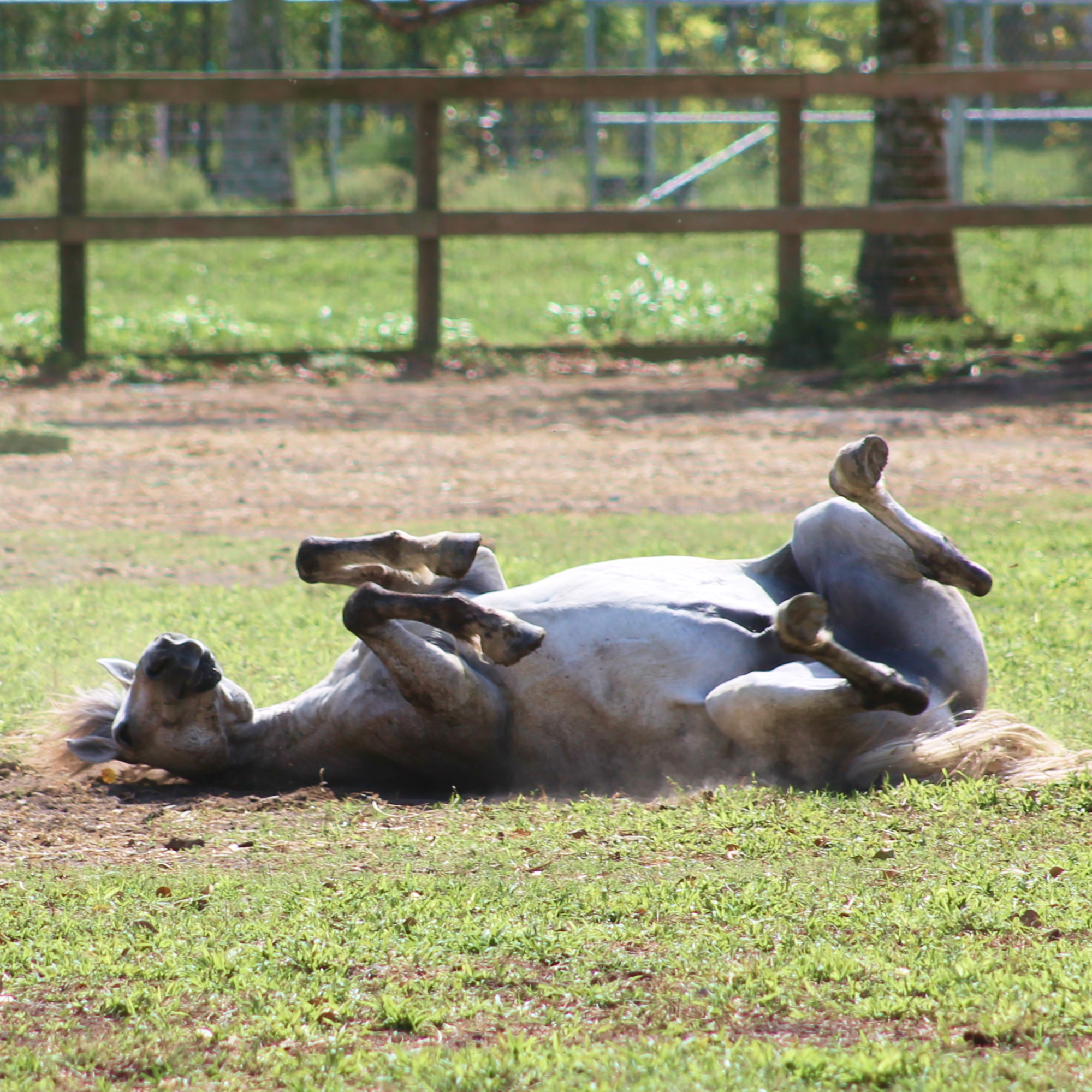 South Florida Society for the Prevention of Cruelty to Animals - Rescues Horses