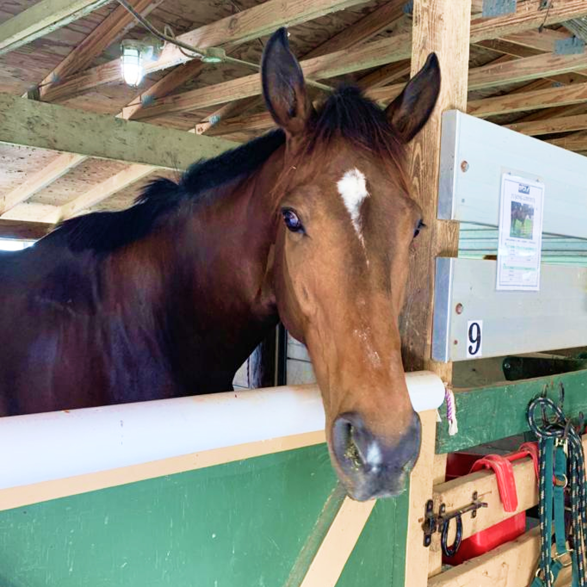 Sponsor a Horse at the South Florida Society for the Prevention of Cruelty to Animals