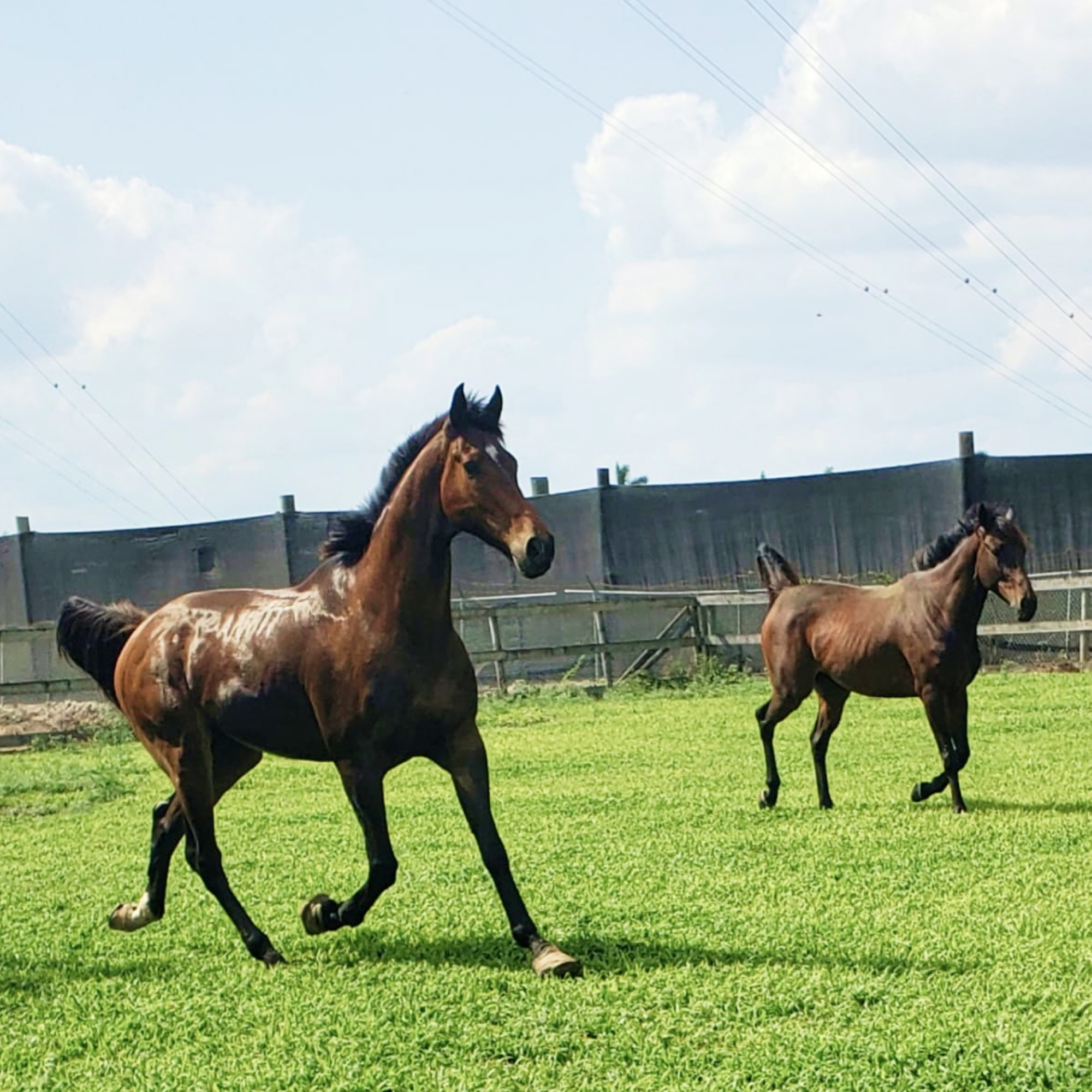 Horses galloping free at the South Florida Society for the Prevention of Cruelty to Animals
