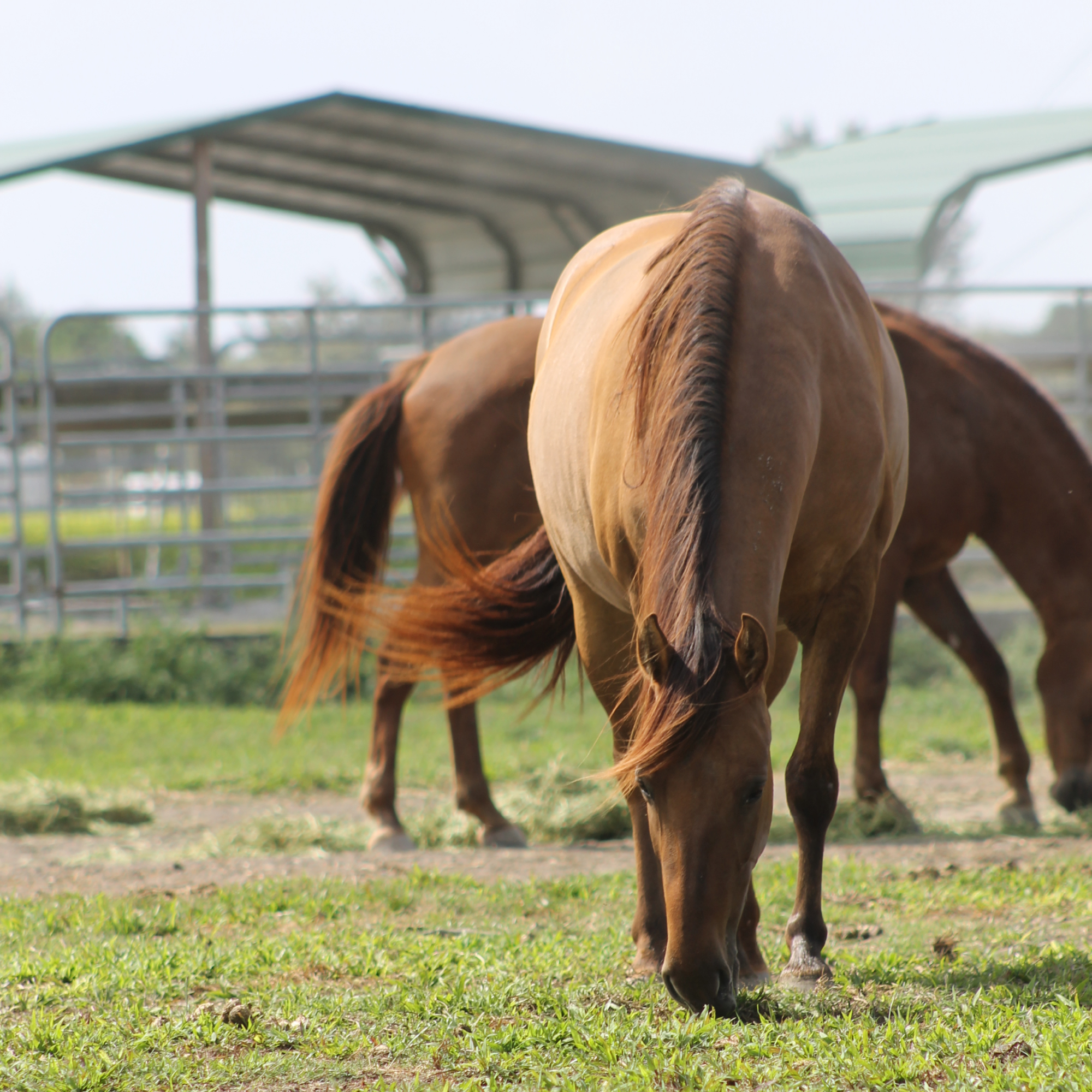 South Florida SPCA rescues horses and livestock from a lifetime of neglect and mistreatment