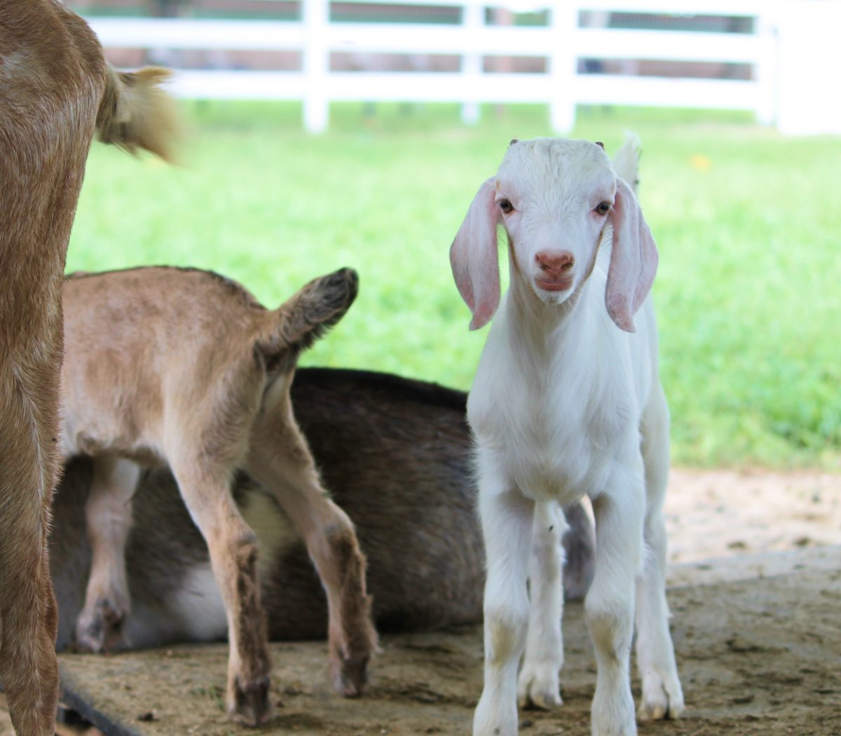 Goats South Florida SPCA Horse Rescue
