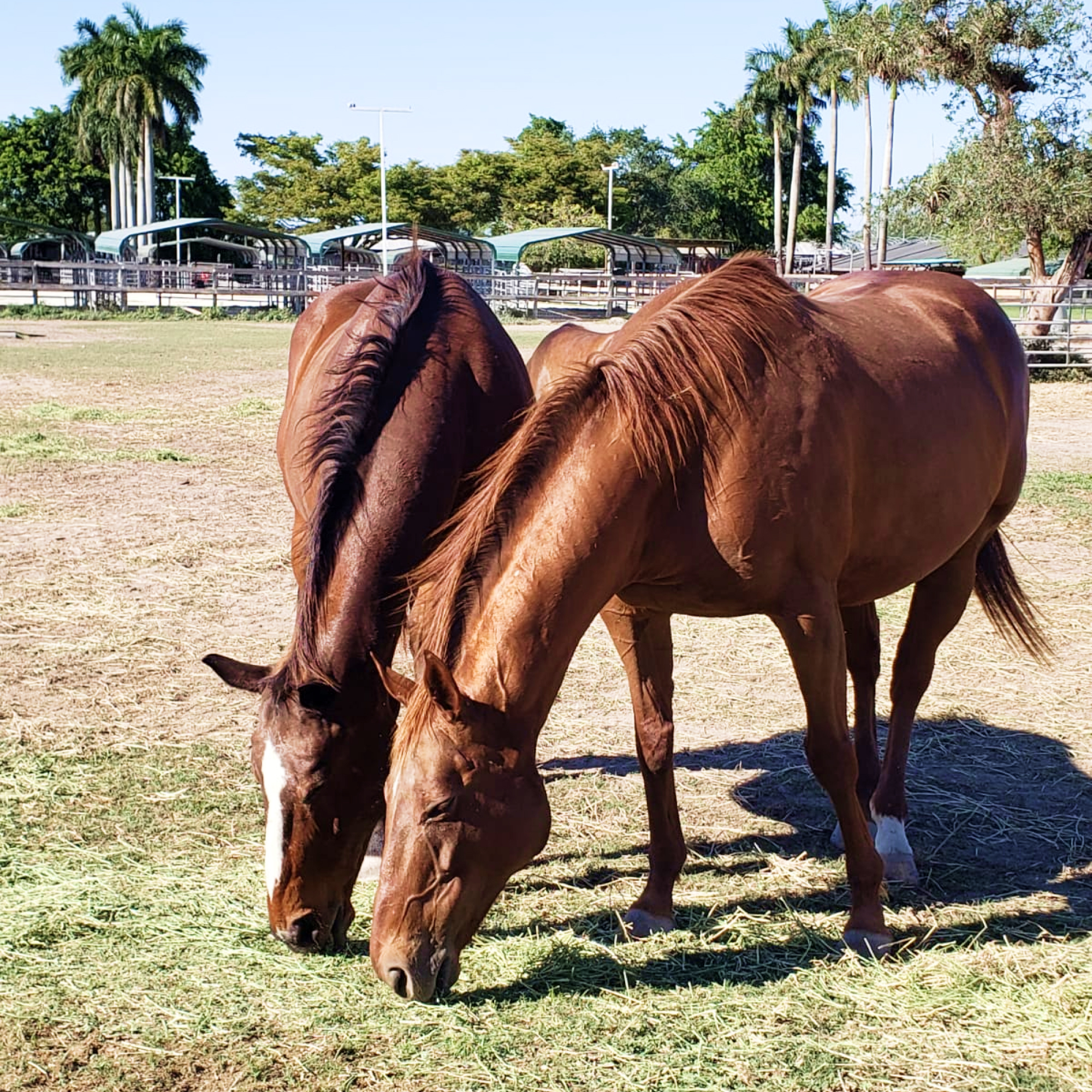 Horses Rehabilitate together at the South Florida Society for the Prevention of Cruelty to Animals