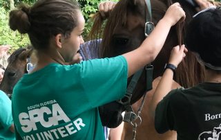Volunteering at the South Florida Society for the Prevention of Cruelty to Animals