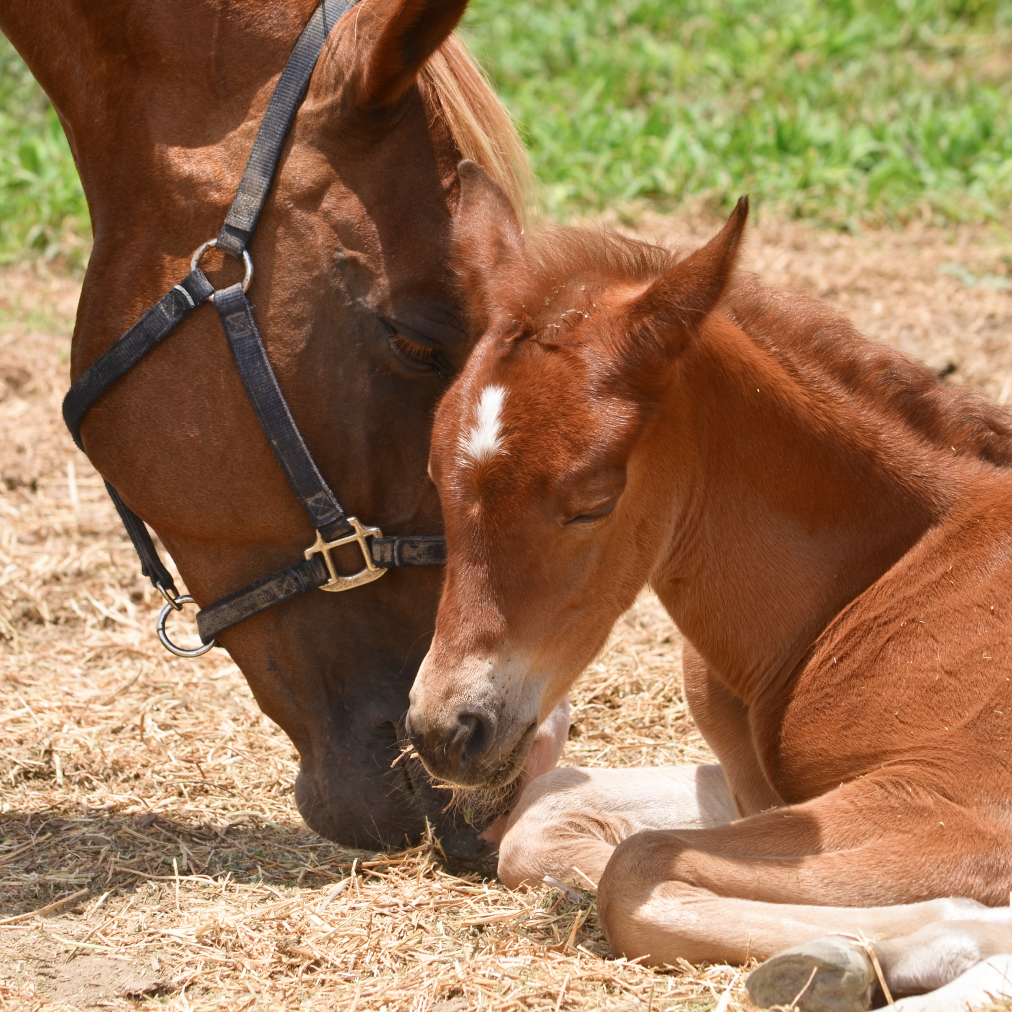 Horse Nursery Rehabilitation at the South Florida Society for the Prevention of Cruelty to Animals