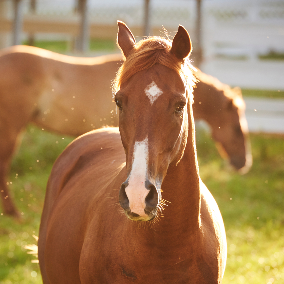 brown Diamond Horse