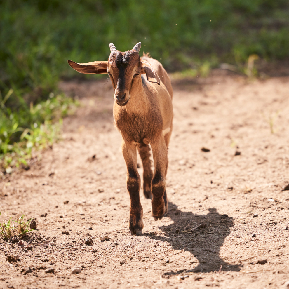 brown Walking Kid Goat