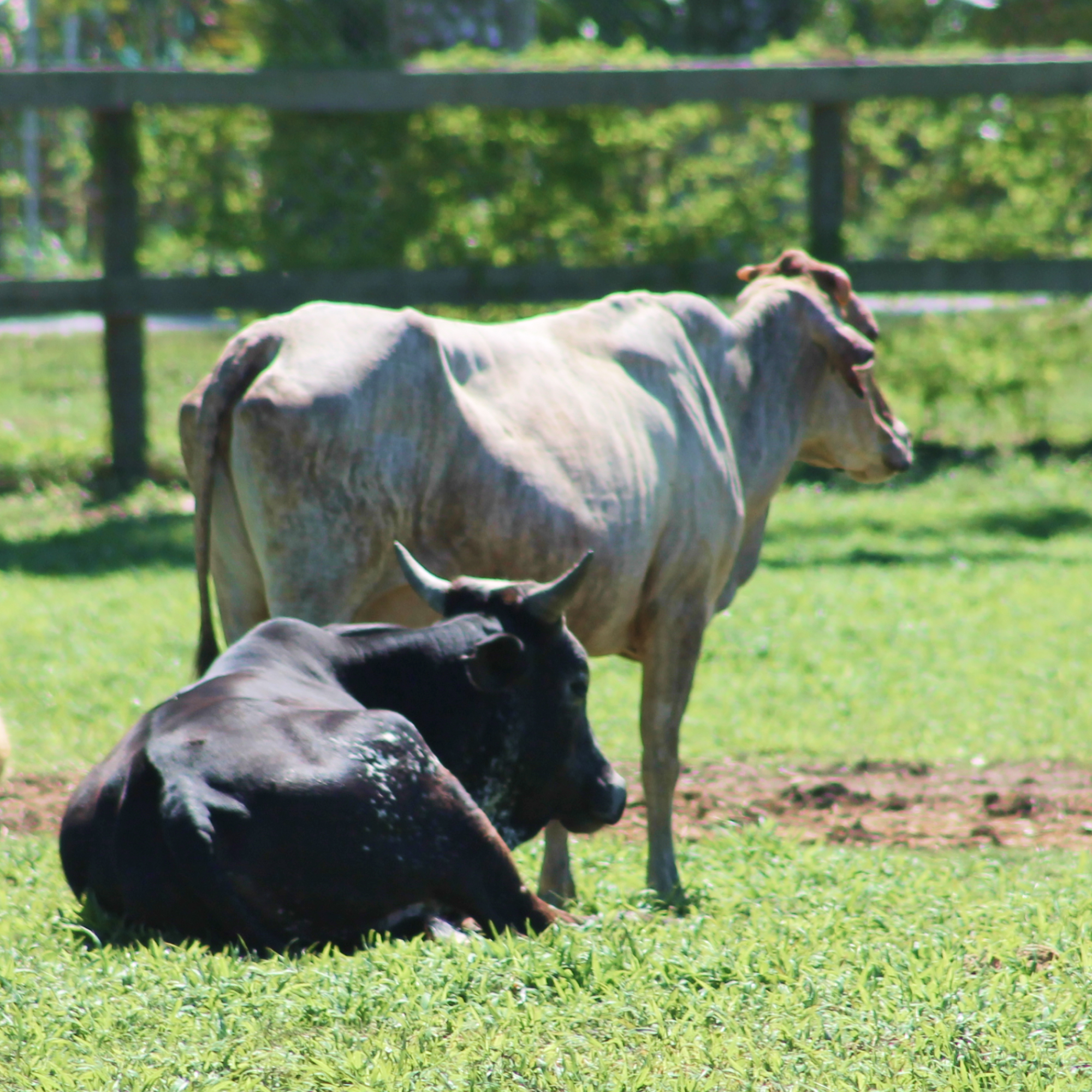 South Florida SPCA rescues livestock cows