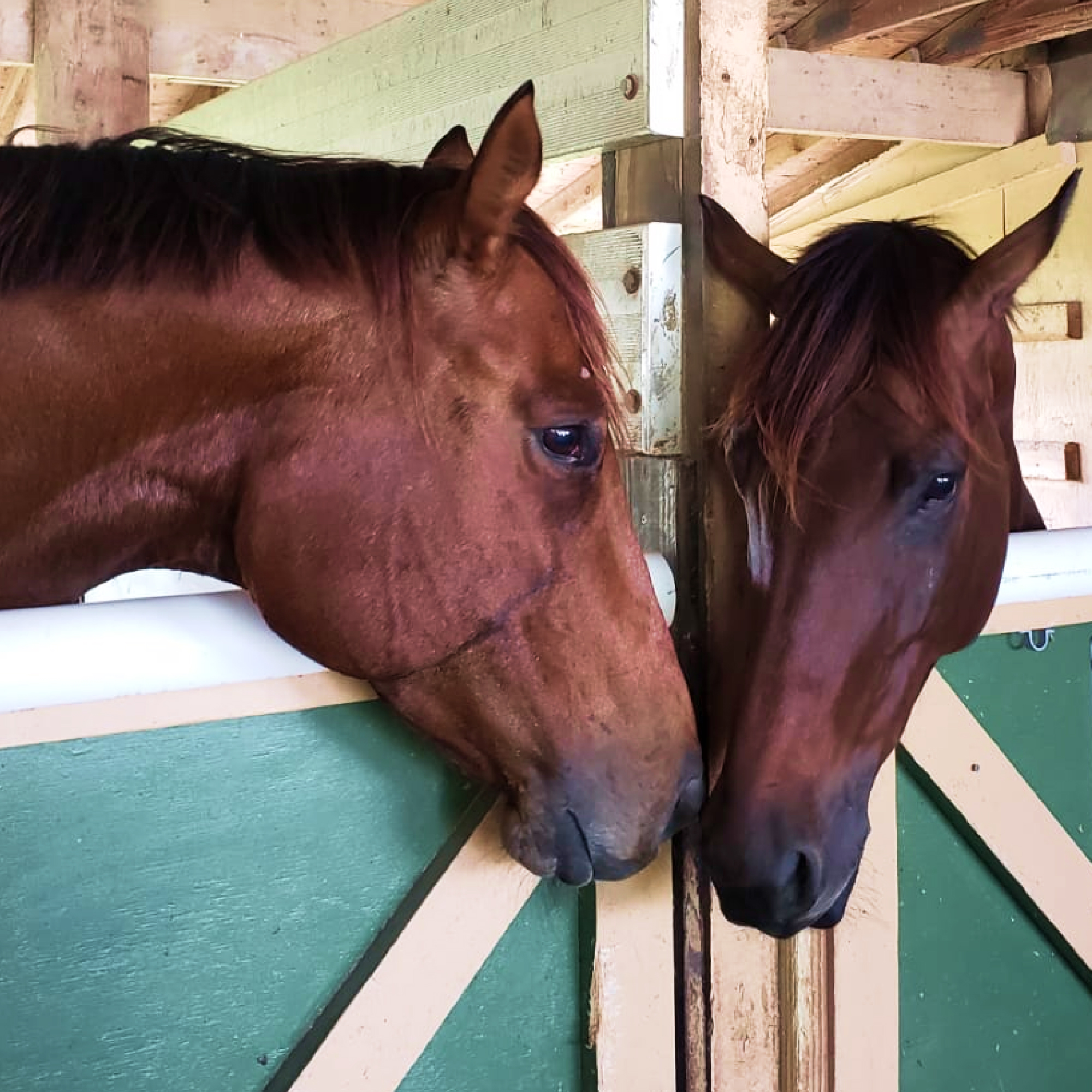 South Florida Society for the Prevention of Cruelty to Animals Stables
