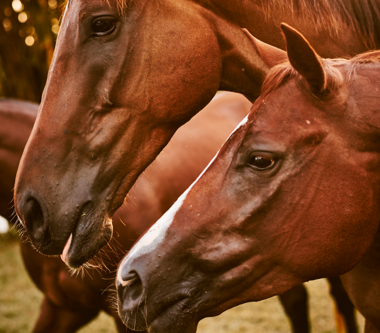 twoBrownHorsesCloseUp_mainHeroImage