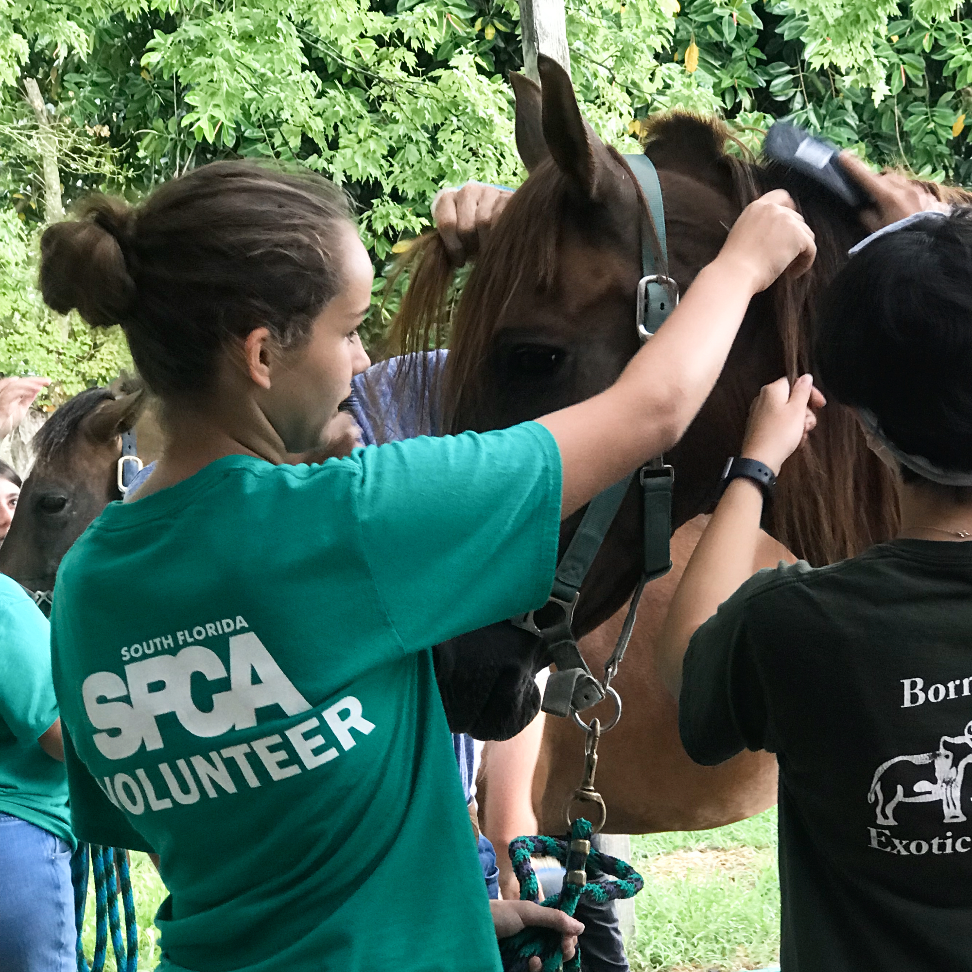 Volunteering at the South Florida Society for the Prevention of Cruelty to Animals