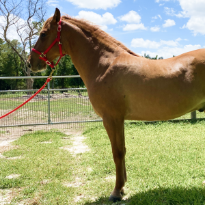 Florida Cracker Horse - Chase