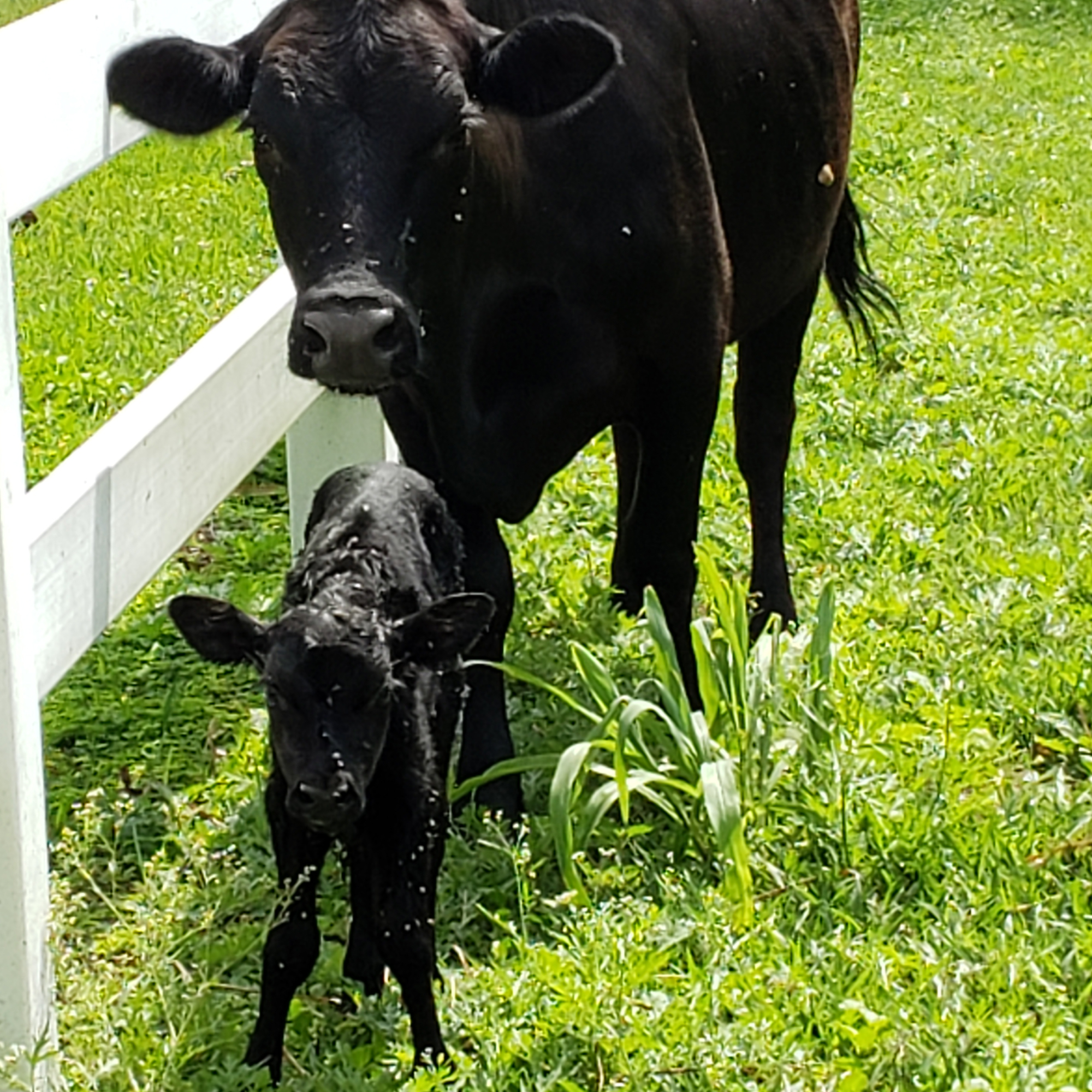 Mama and Baby Calf