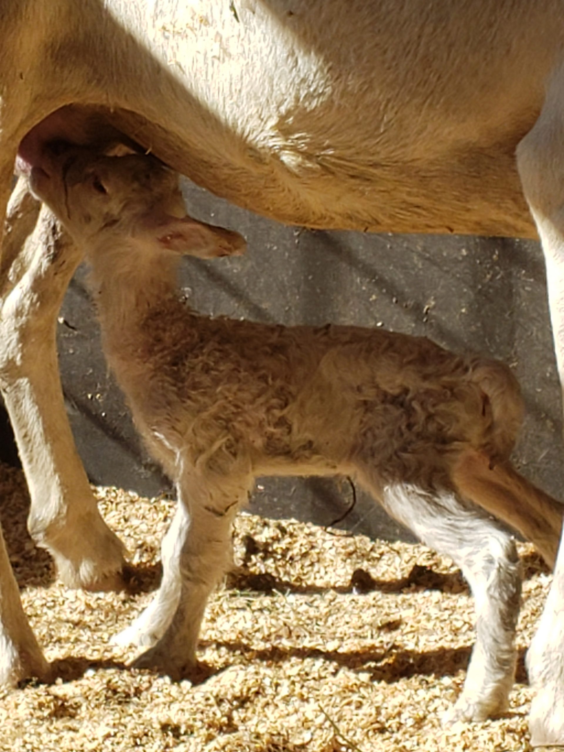 Lamb feeding on Mama