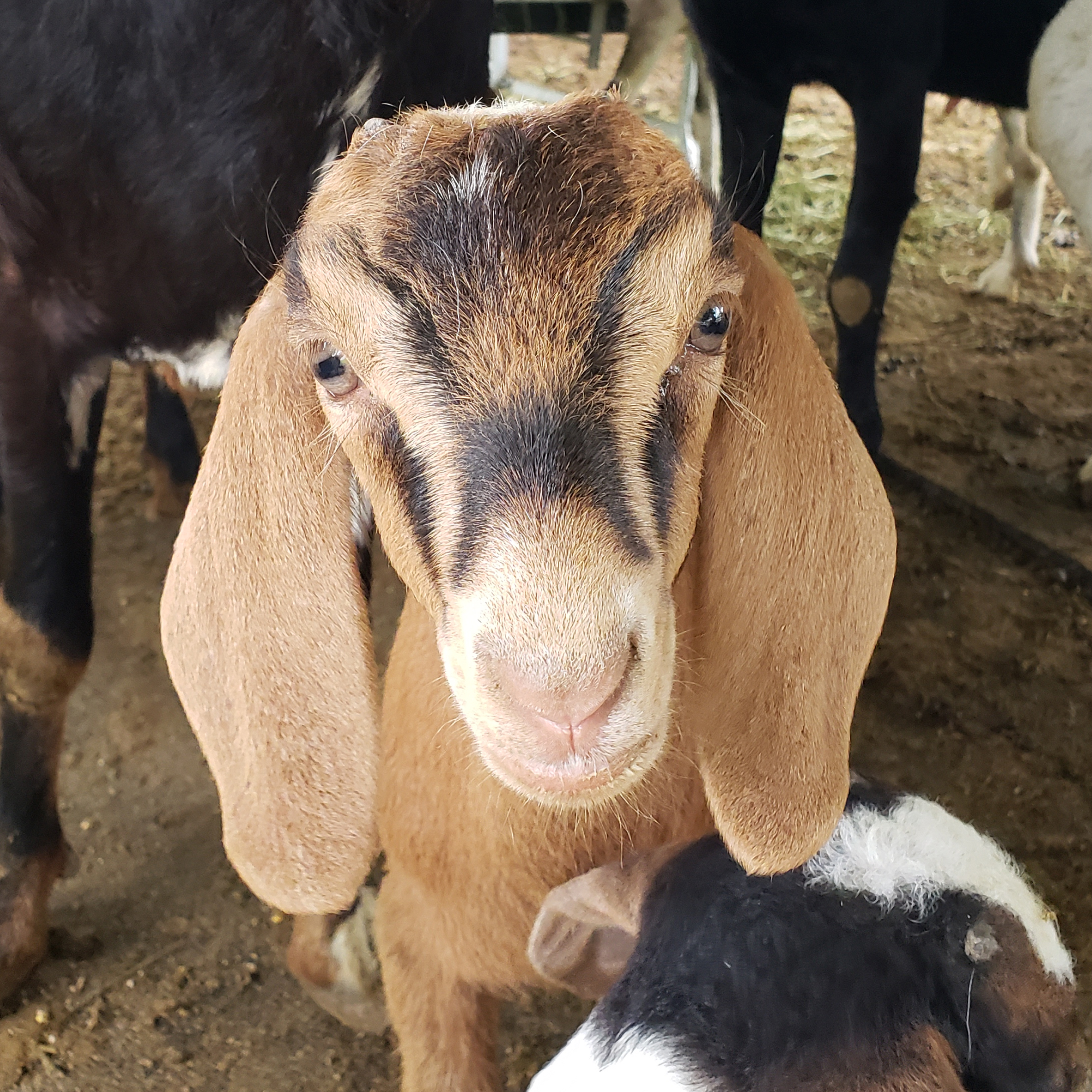 Brown Kid Goat