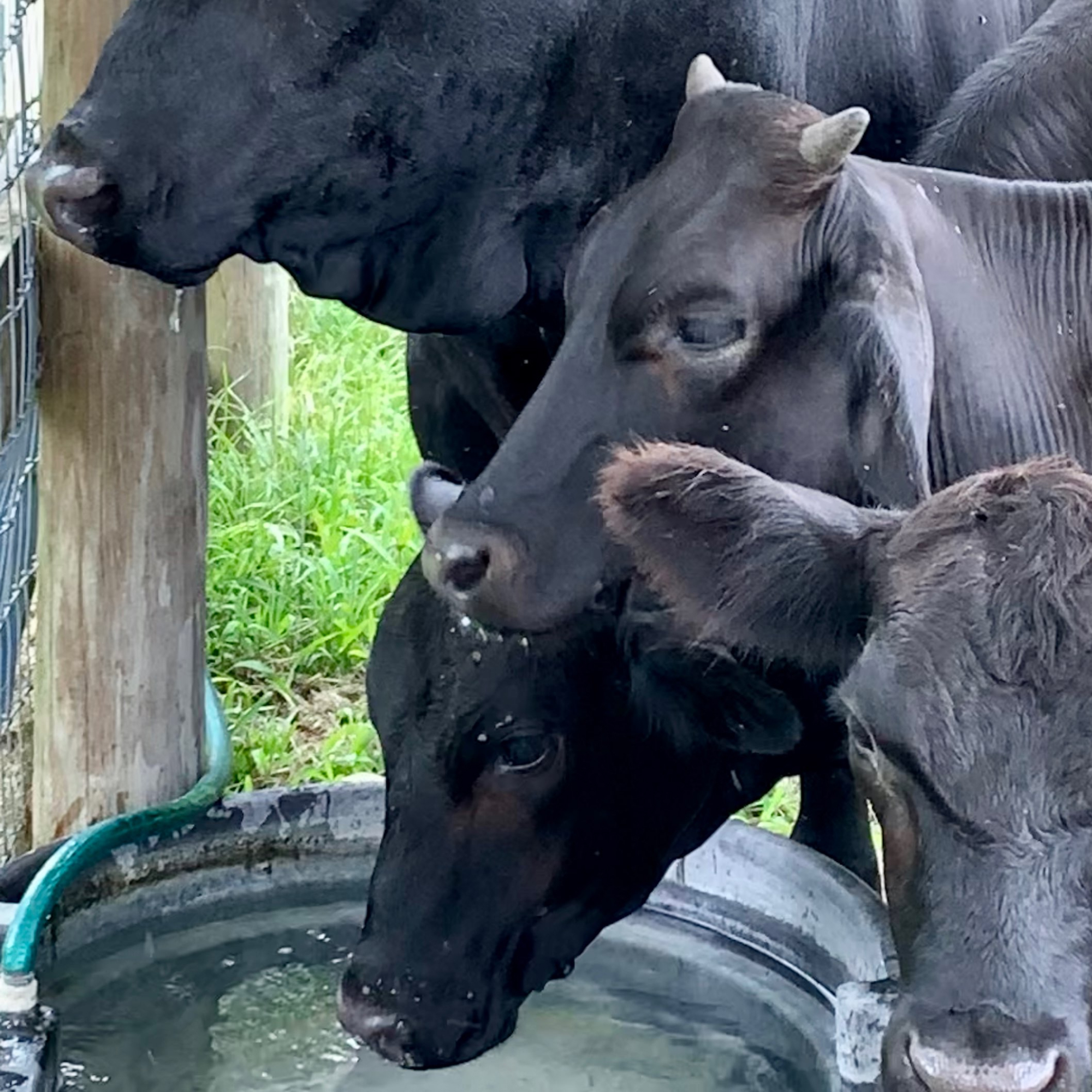 Cows Drinking