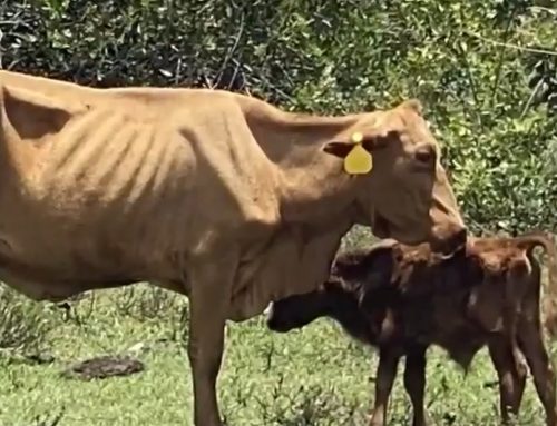 Emaciated cows spotted in Sunrise