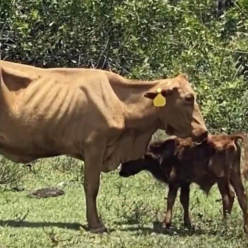 Emaciated cows spotted in Sunrise - South Florida SPCA Horse Rescue