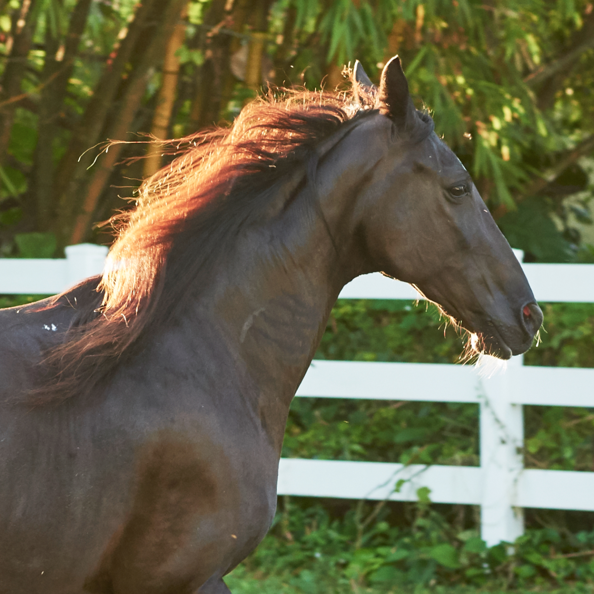 Sunlit Horse
