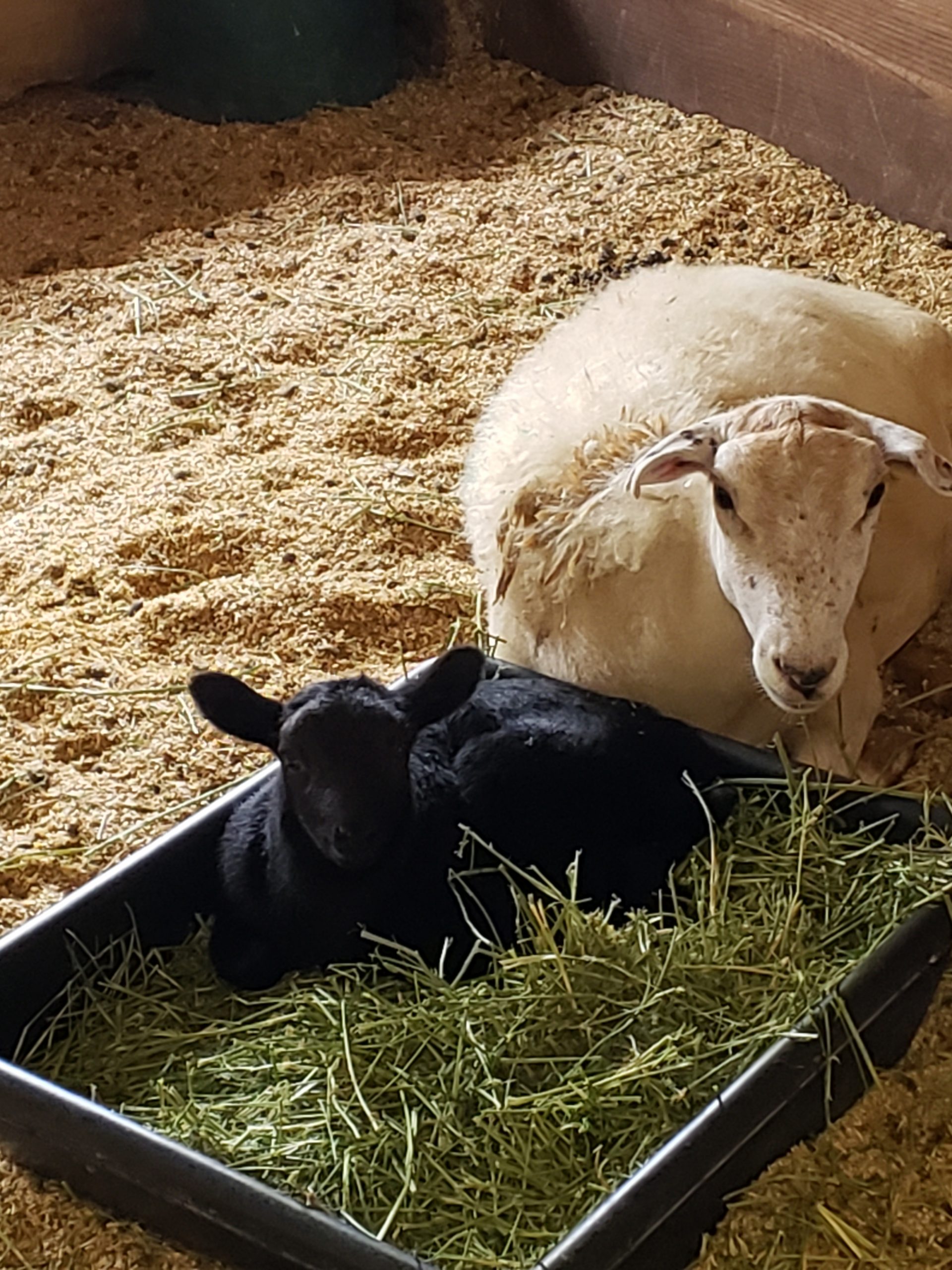 Mama Sheep with Kid in Stall