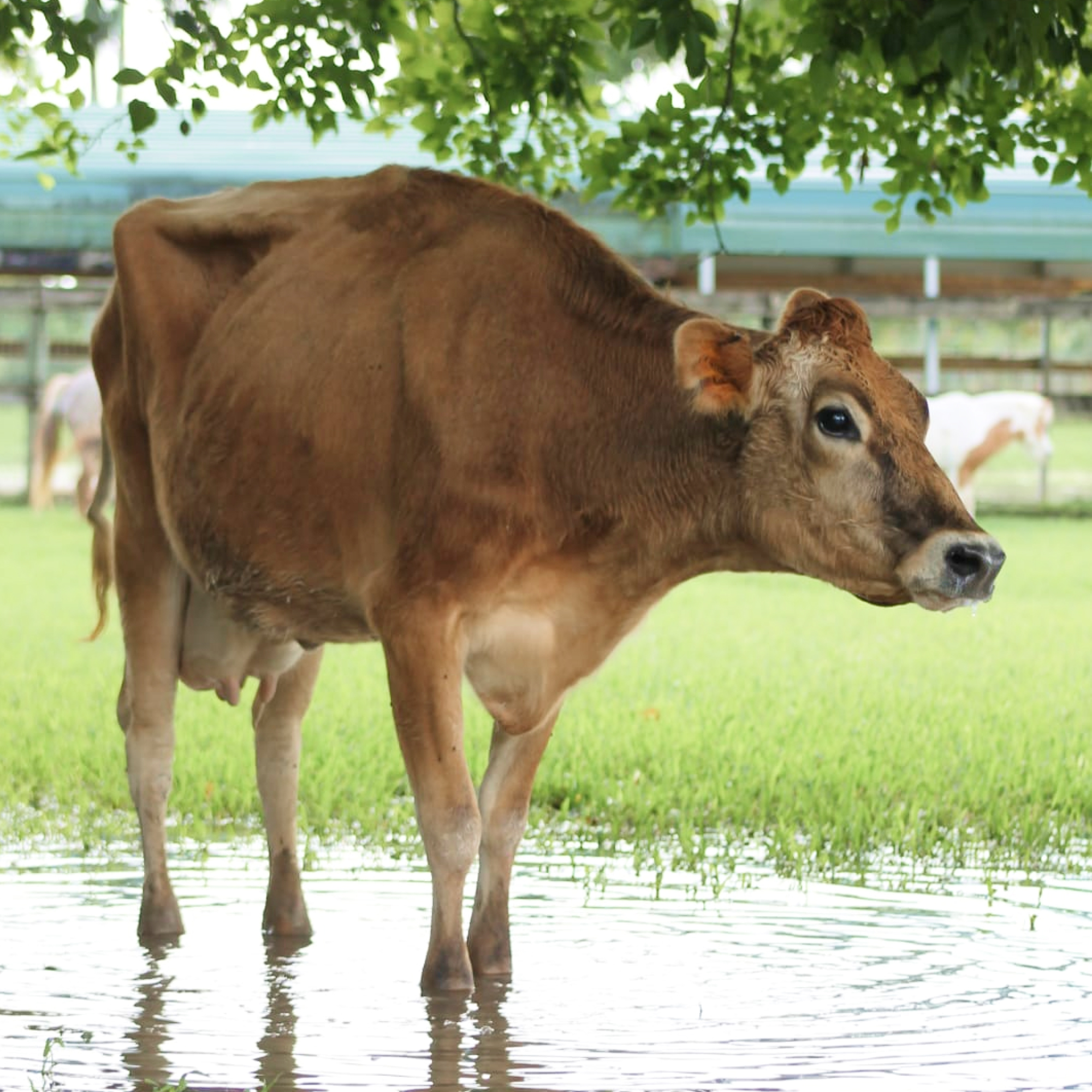 Cow cooling off