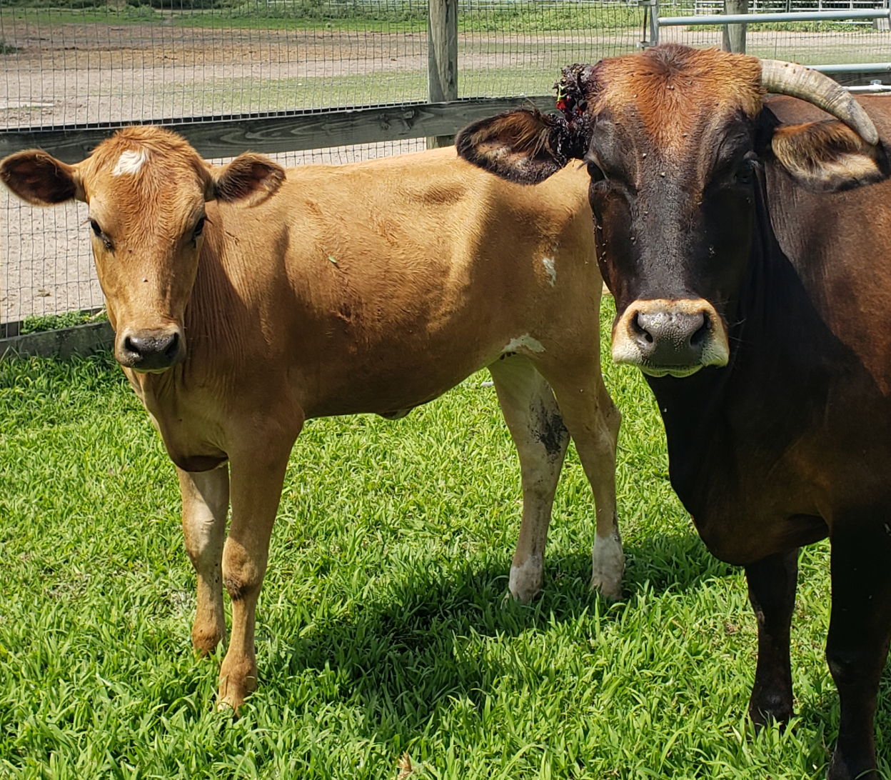 Cow Pair