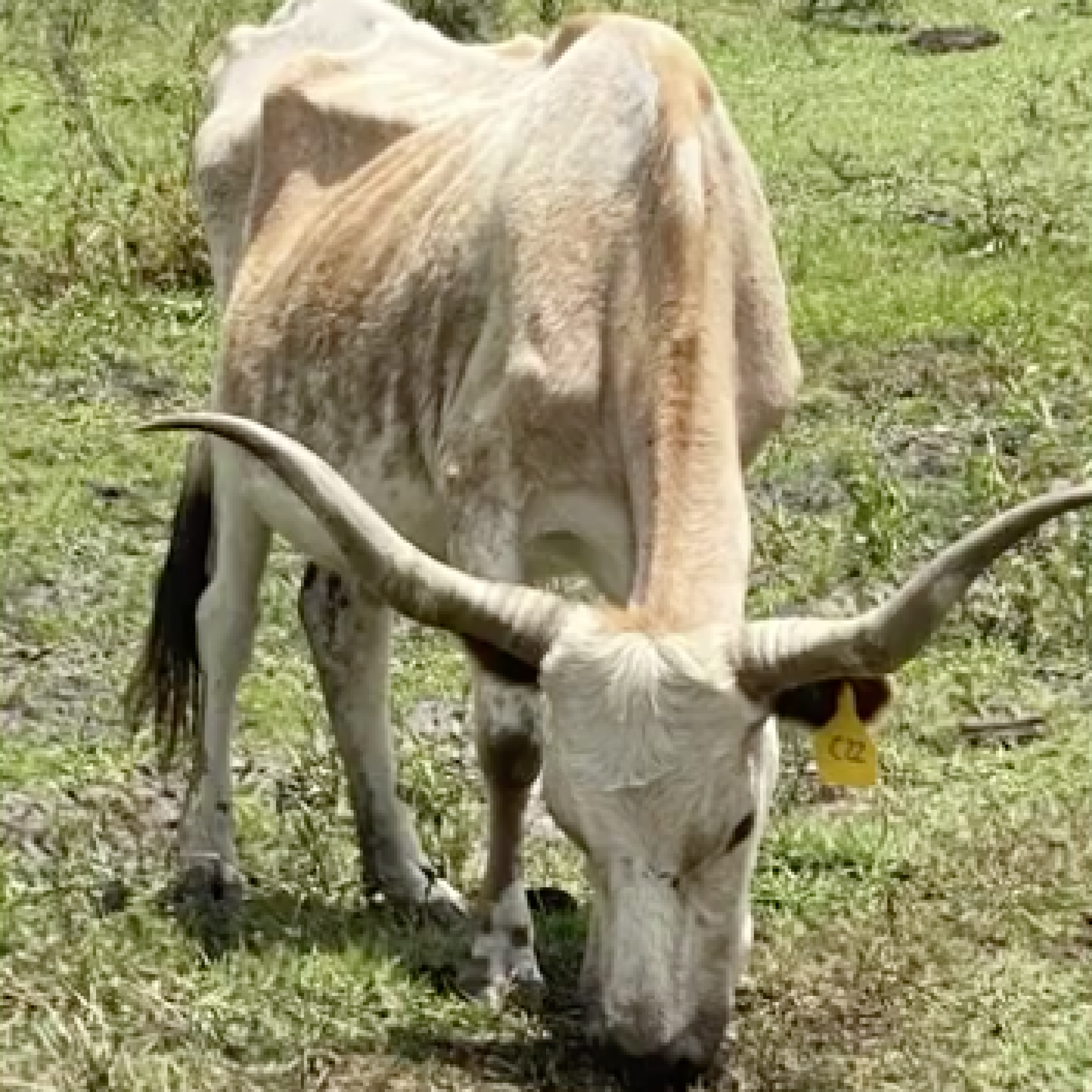 Neglected Cattle