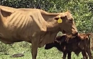 Emaciate Cows Found in Sunrise - WSVN