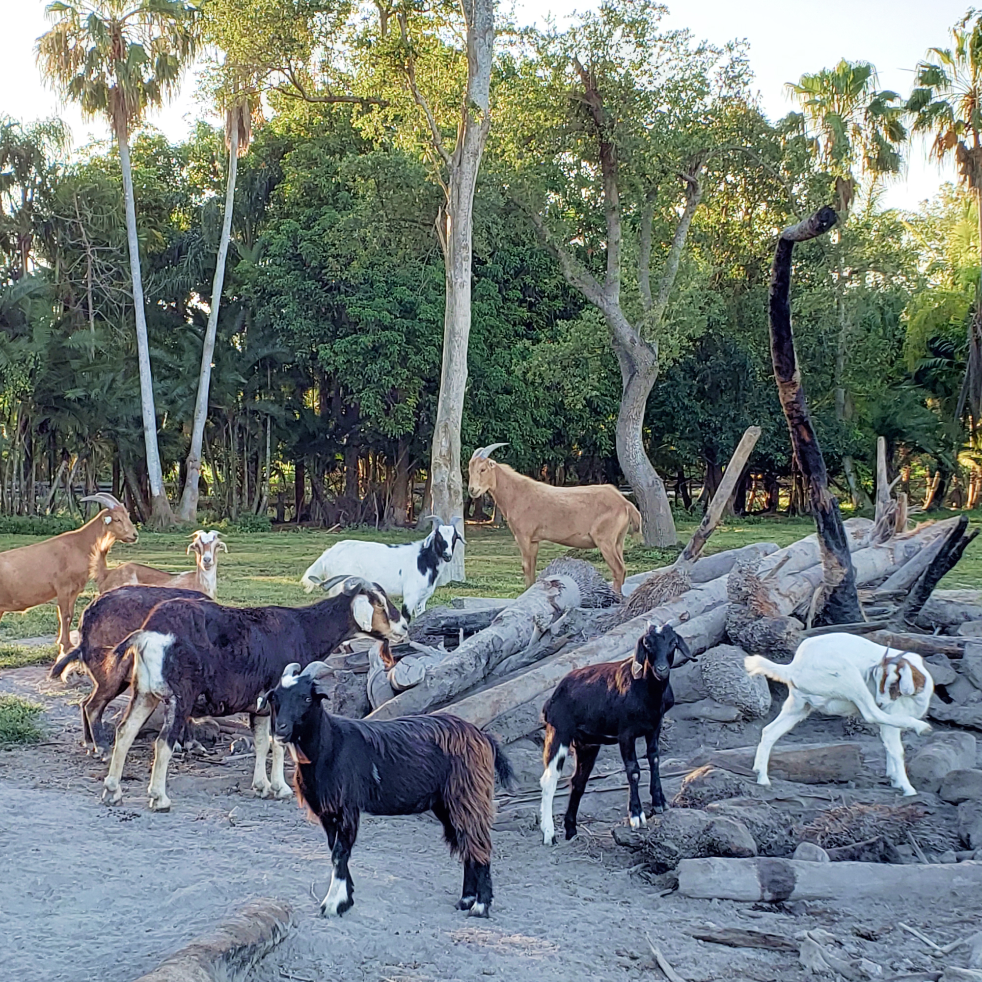 SPCA Goat Herd