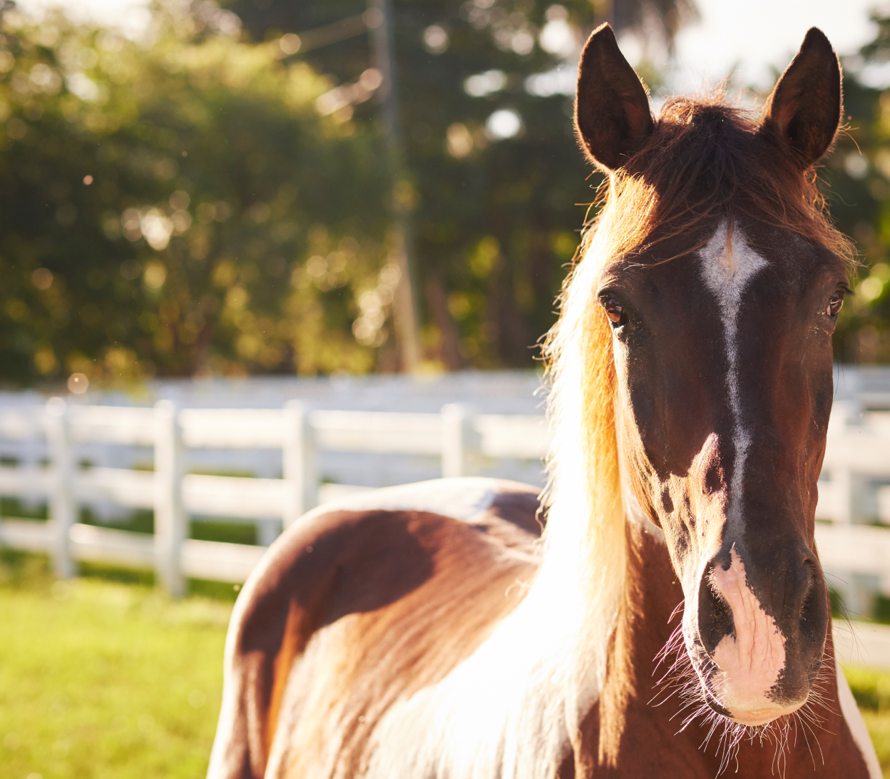 Paint Horse Close Up