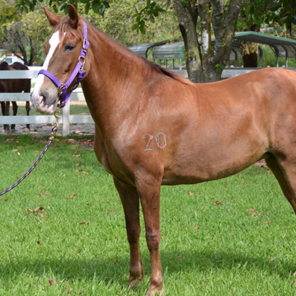 Sasha Paso Fino Mare