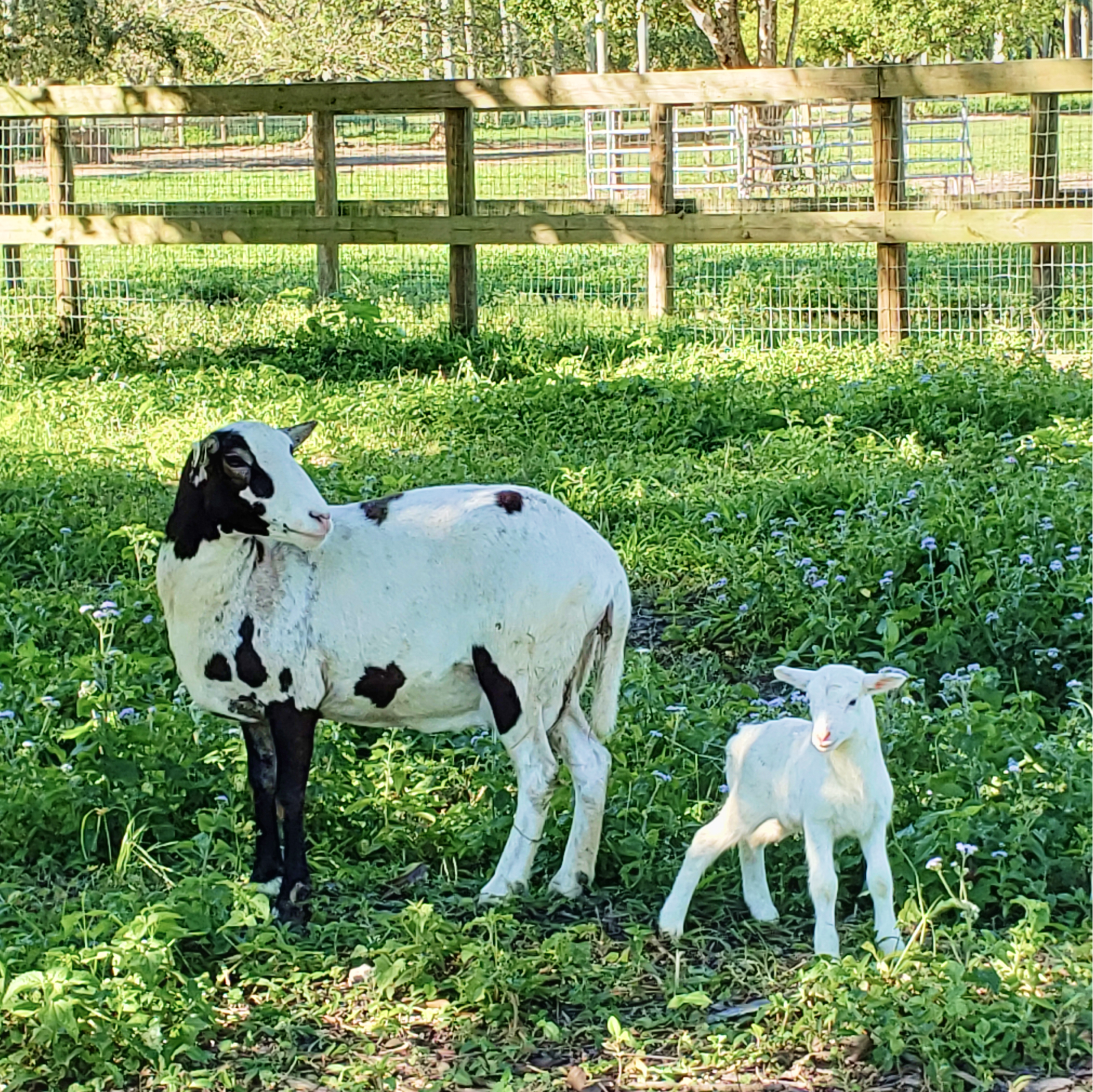 Sheep with mama