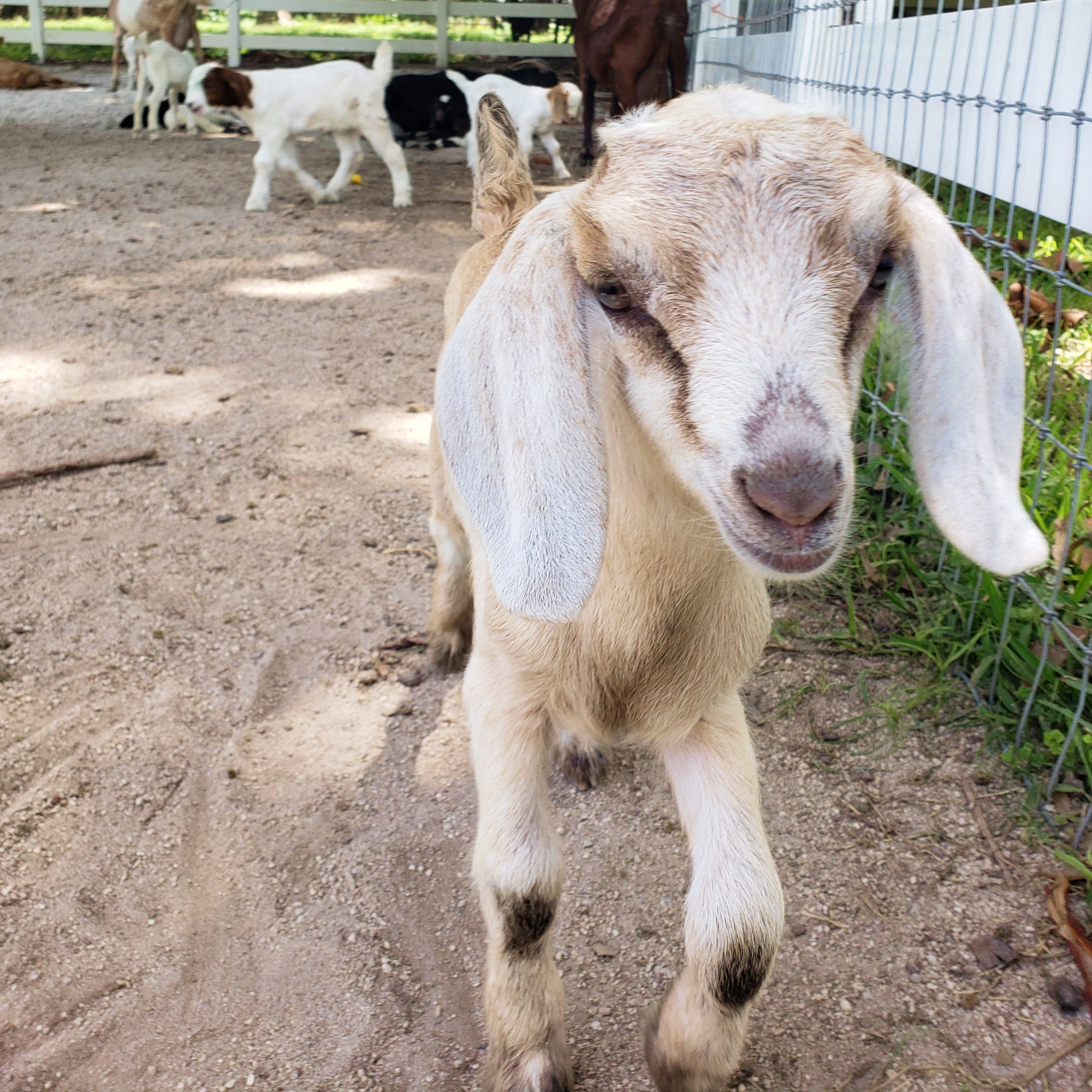 Kid Goat by Fence