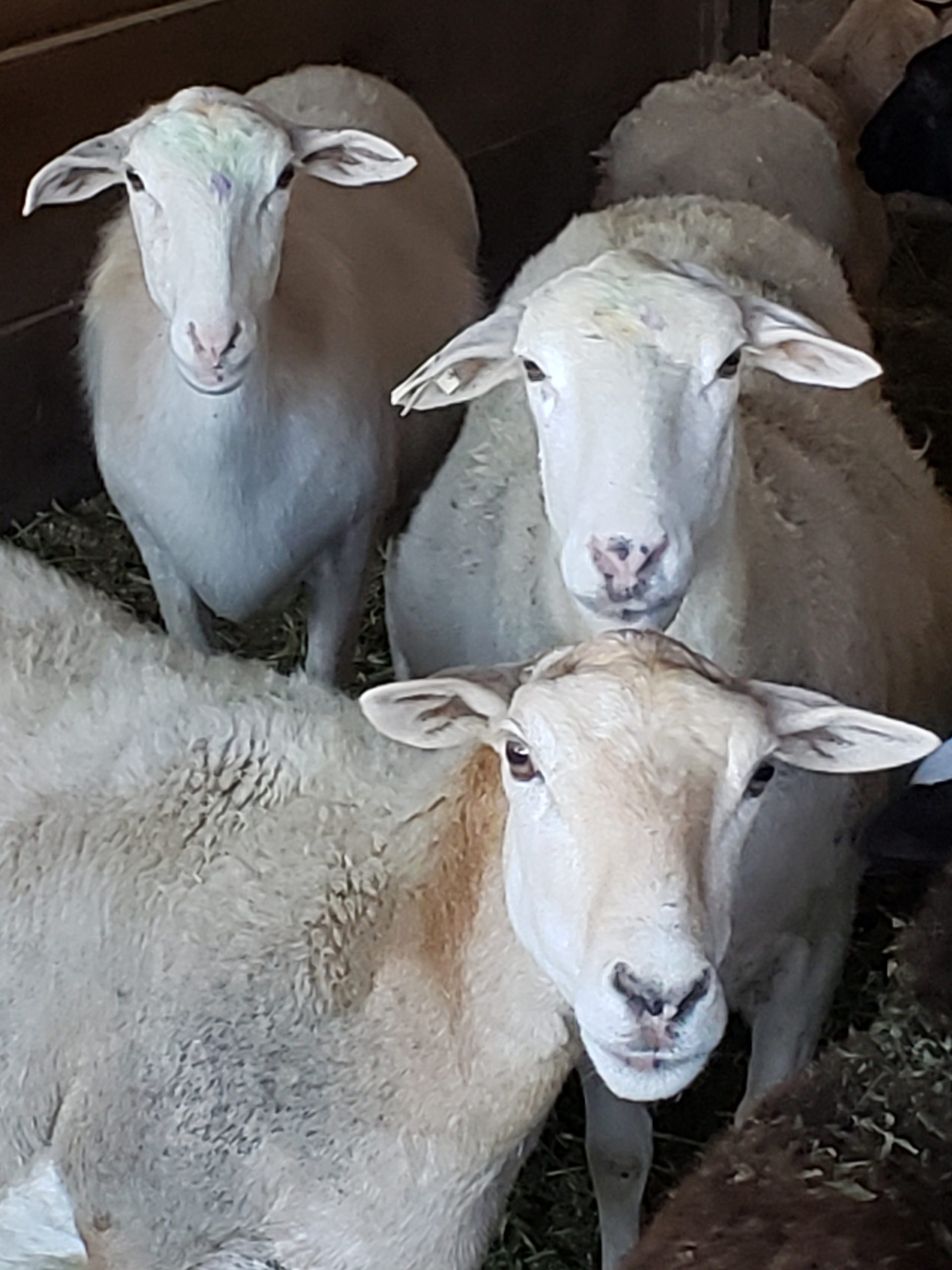 Three Hair Sheep