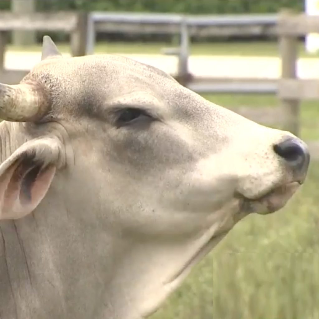 Abandoned Cows in Plantation