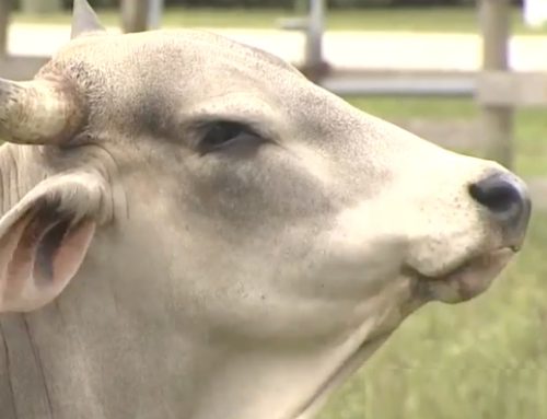 Animal rescuers attempt to round up malnourished cows in Plantation