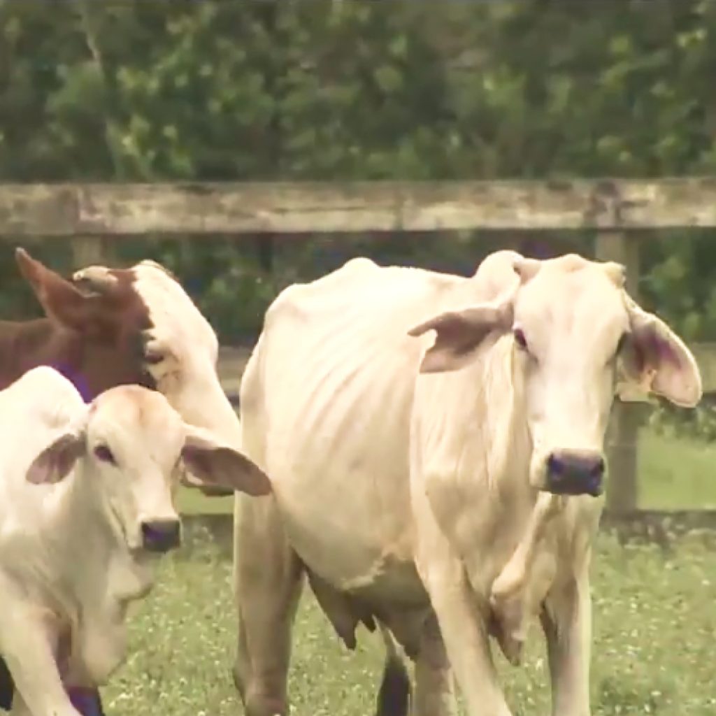 Neglected Cows Found in Plantation