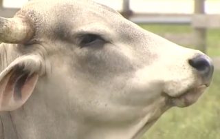 Abandoned Cows in Plantation