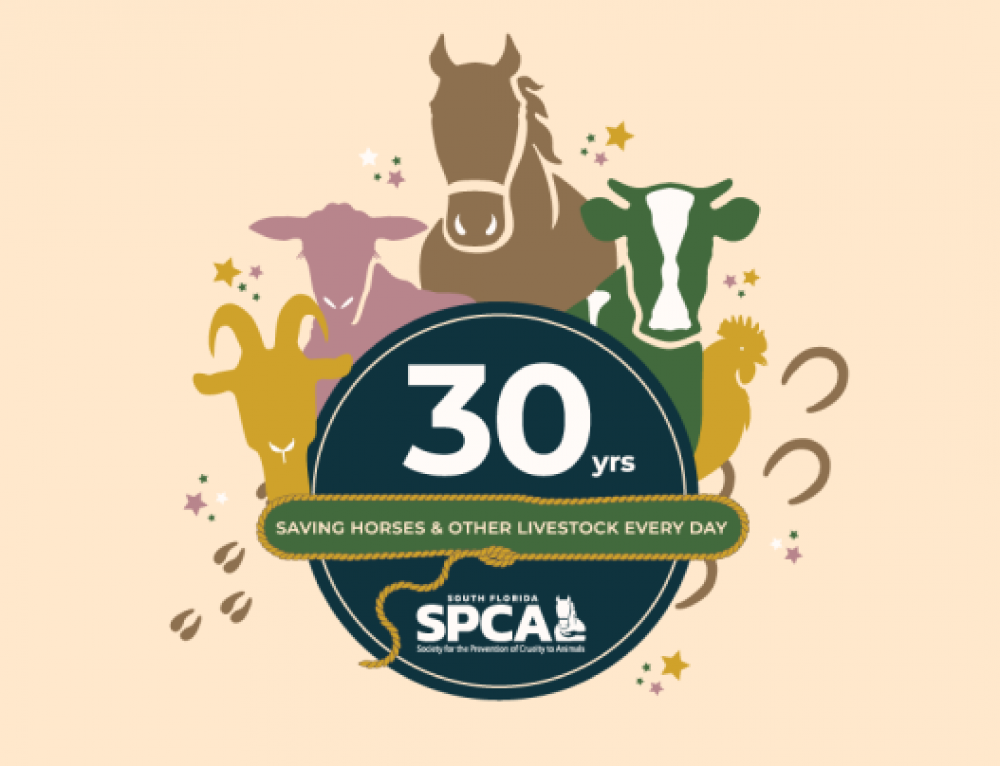 Thoroughbred Aftercare Alliance Accredits South Florida SPCA Horse