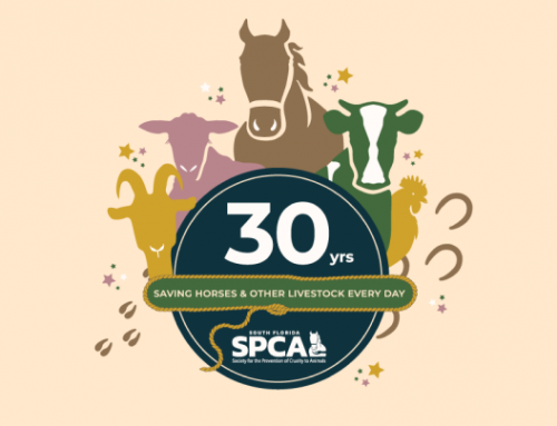 SFSPCA 30th Anniversary Open House