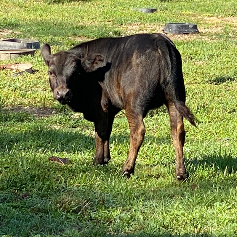 Yvonne cow