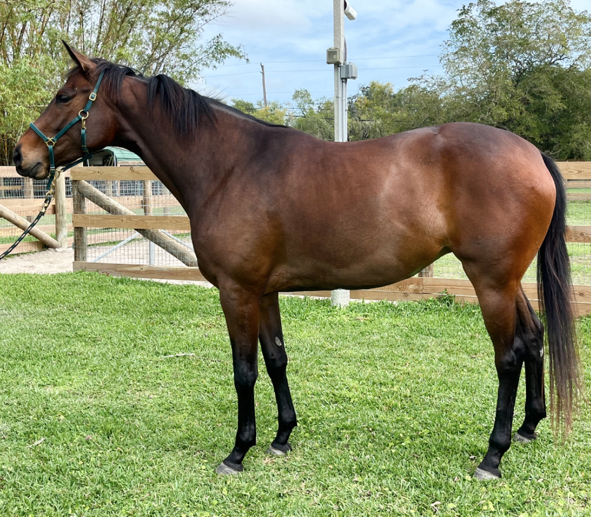 Chanel Thoroughbred Mare